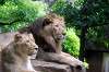 ueno_zoo_5204_mini.jpg