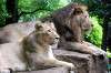 ueno_zoo_5205_mini.jpg