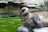 ueno_zoo_5207_mini.jpg