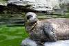 ueno_zoo_5208_mini.jpg
