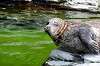 ueno_zoo_5209_mini.jpg