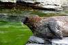 ueno_zoo_5210_mini.jpg