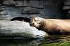 ueno_zoo_5211_mini.jpg