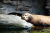 ueno_zoo_5212_mini.jpg