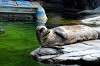 ueno_zoo_5213_mini.jpg