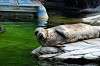 ueno_zoo_5214_mini.jpg