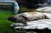 ueno_zoo_5216_mini.jpg