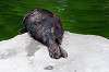 ueno_zoo_5217_mini.jpg