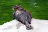 ueno_zoo_5218_mini.jpg