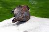 ueno_zoo_5219_mini.jpg