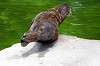 ueno_zoo_5220_mini.jpg