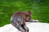 ueno_zoo_5221_mini.jpg
