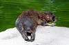 ueno_zoo_5222_mini.jpg