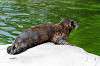 ueno_zoo_5224_mini.jpg