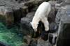 ueno_zoo_5227_mini.jpg