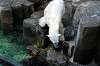 ueno_zoo_5228_mini.jpg