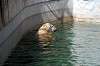 ueno_zoo_5232_mini.jpg