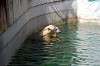 ueno_zoo_5234_mini.jpg