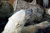 ueno_zoo_5235_mini.jpg