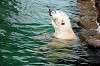 ueno_zoo_5243_mini.jpg