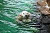 ueno_zoo_5245_mini.jpg