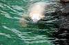 ueno_zoo_5246_mini.jpg