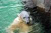 ueno_zoo_5247_mini.jpg