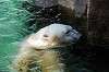 ueno_zoo_5248_mini.jpg