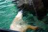 ueno_zoo_5255_mini.jpg
