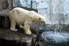 ueno_zoo_5256_mini.jpg