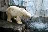 ueno_zoo_5257_mini.jpg