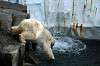 ueno_zoo_5261_mini.jpg