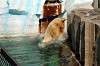 ueno_zoo_5264_mini.jpg
