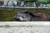 ueno_zoo_5265_mini.jpg