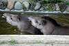 ueno_zoo_5266_mini.jpg