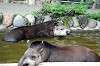 ueno_zoo_5267_mini.jpg