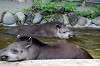 ueno_zoo_5268_mini.jpg