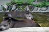 ueno_zoo_5269_mini.jpg