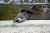 ueno_zoo_5270_mini.jpg