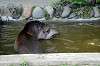 ueno_zoo_5271_mini.jpg