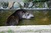 ueno_zoo_5272_mini.jpg