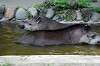 ueno_zoo_5273_mini.jpg