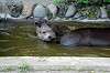 ueno_zoo_5274_mini.jpg