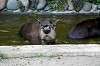 ueno_zoo_5276_mini.jpg