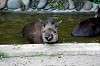ueno_zoo_5277_mini.jpg
