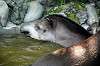 ueno_zoo_5278_mini.jpg