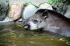 ueno_zoo_5280_mini.jpg