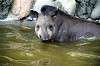 ueno_zoo_5281_mini.jpg