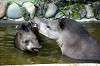 ueno_zoo_5285_mini.jpg