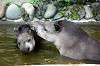 ueno_zoo_5286_mini.jpg